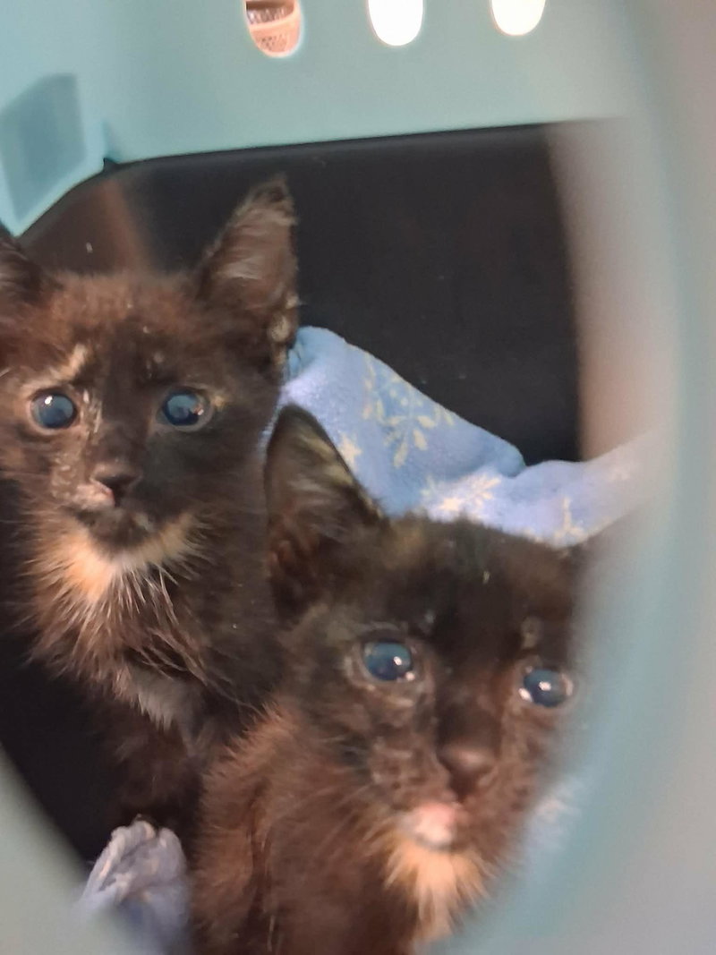 Kitten 28180, photo 2