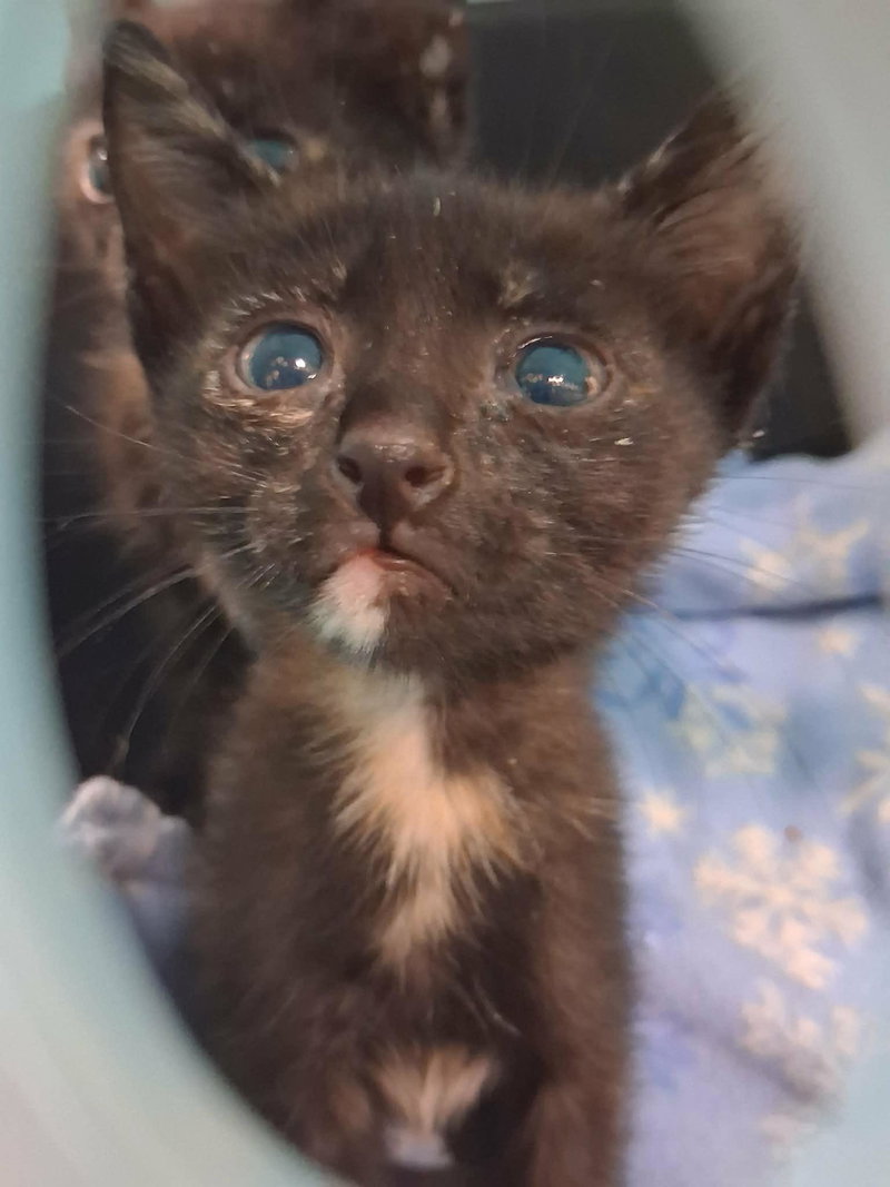 Kitten 28180, photo 3
