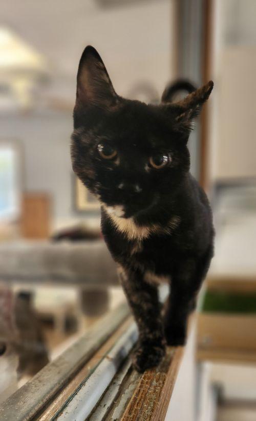 Kitten 28180 (Padma), Tortoiseshell
