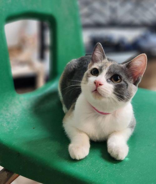 Kittten 28176 (Mochi)