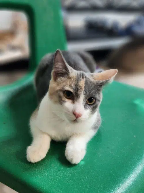 Mochi image 2