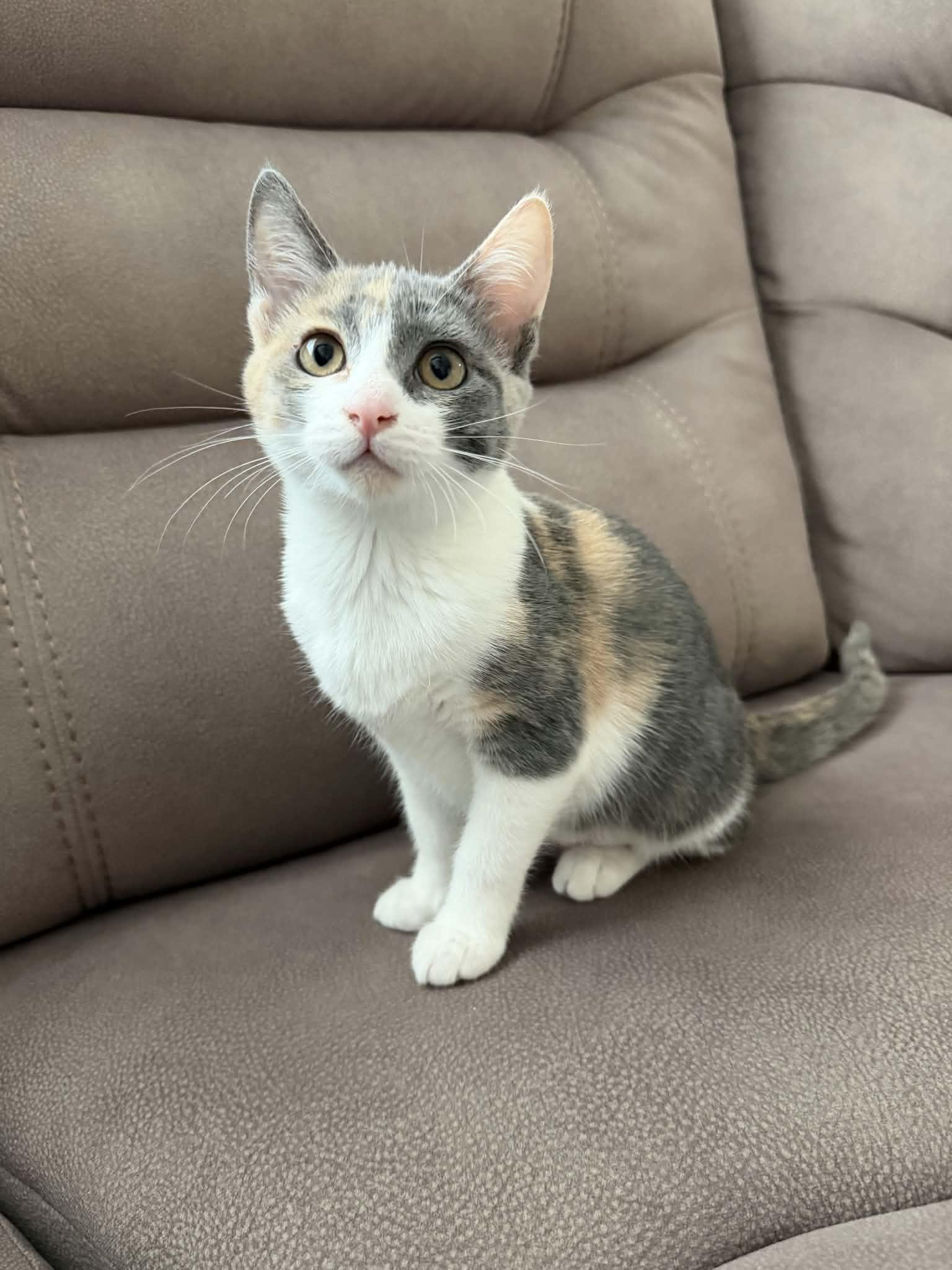 Kittten 28176 (Mochi), photo 4