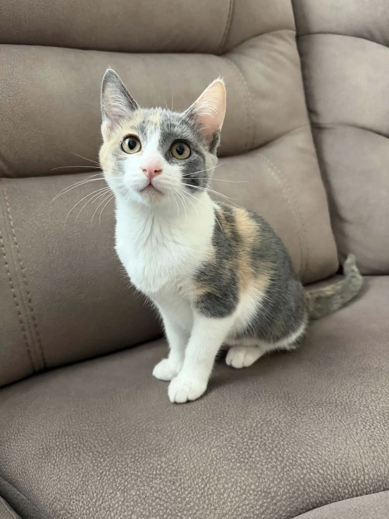 Mochi image 4
