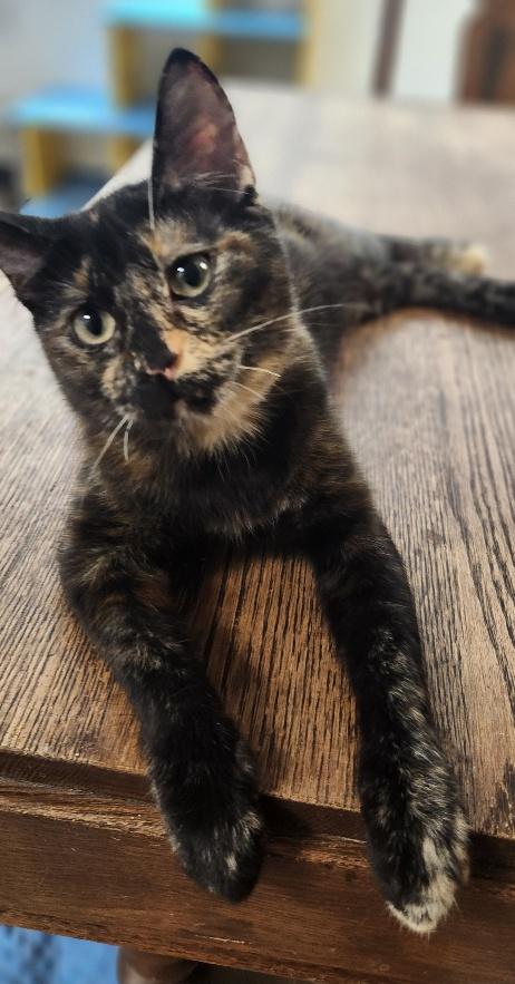 Kitten 27769 (Charlotte), photo 4