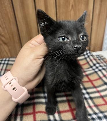 Cat 27801 (Empanada), photo 2