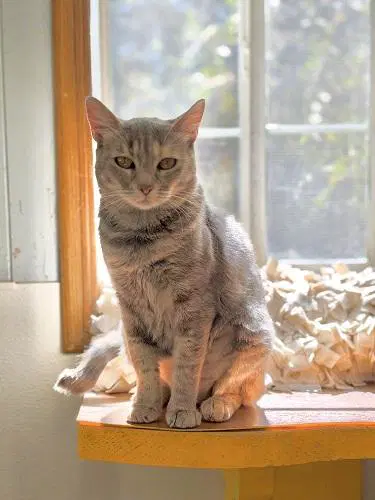 Honey - Dilute Tortoiseshell