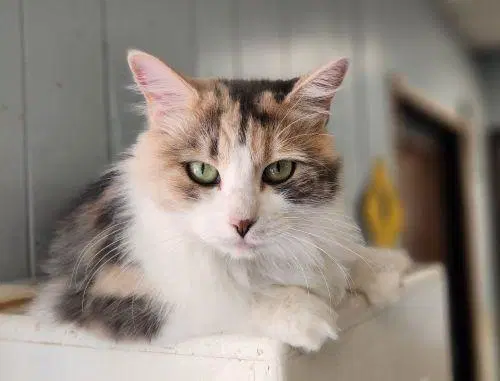 Delilah - Dilute Calico