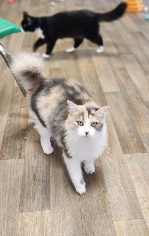 Cat (27808) Delilah, photo 2