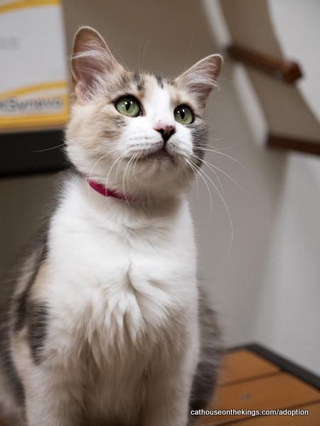 Cat (27808) Delilah, photo 3