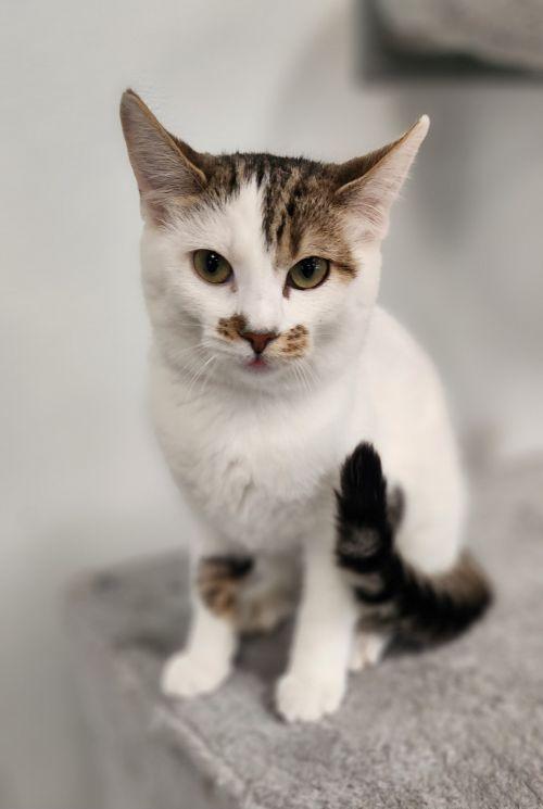 Kitten 28082 (Tilly)