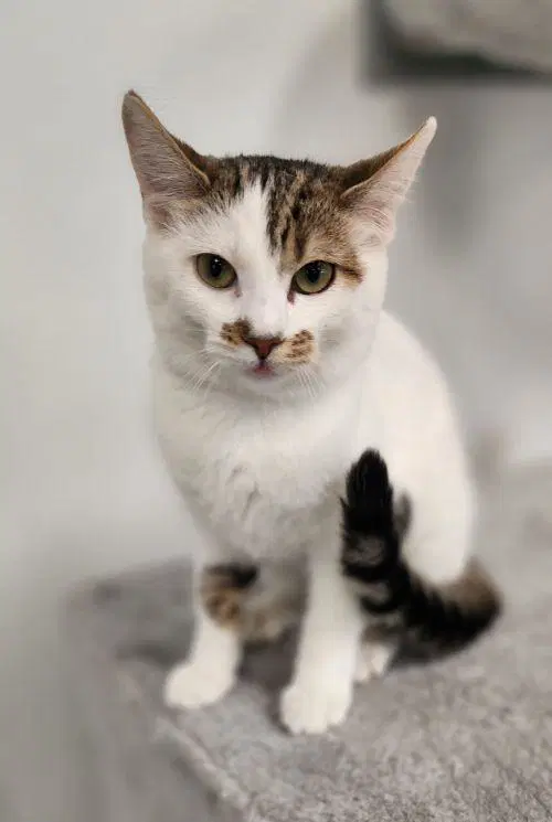 Tilly - Tabby
