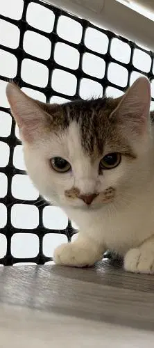 Tilly image 3