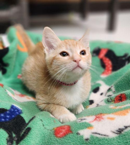 Kitten 28250 (Ronnie)