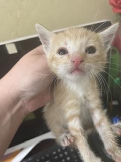 Kitten 28250 (Ronnie), photo 3