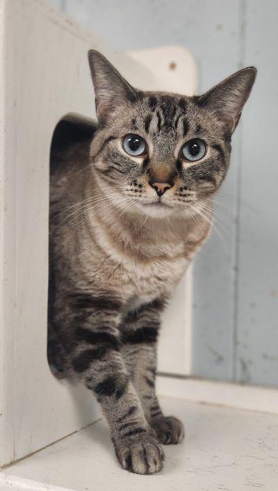 Cat 23630 (Rigatoni)