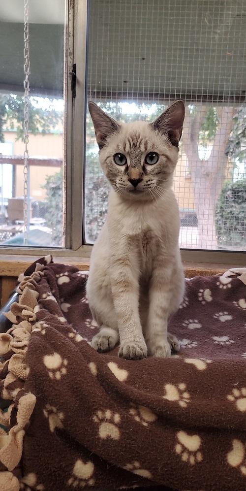 Cat 23630 (Rigatoni), photo 2