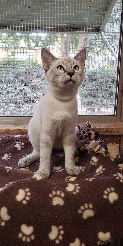 Cat 23630 (Rigatoni), photo 3