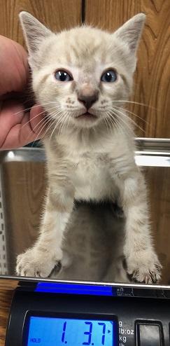 Cat 23630 (Rigatoni), photo 4