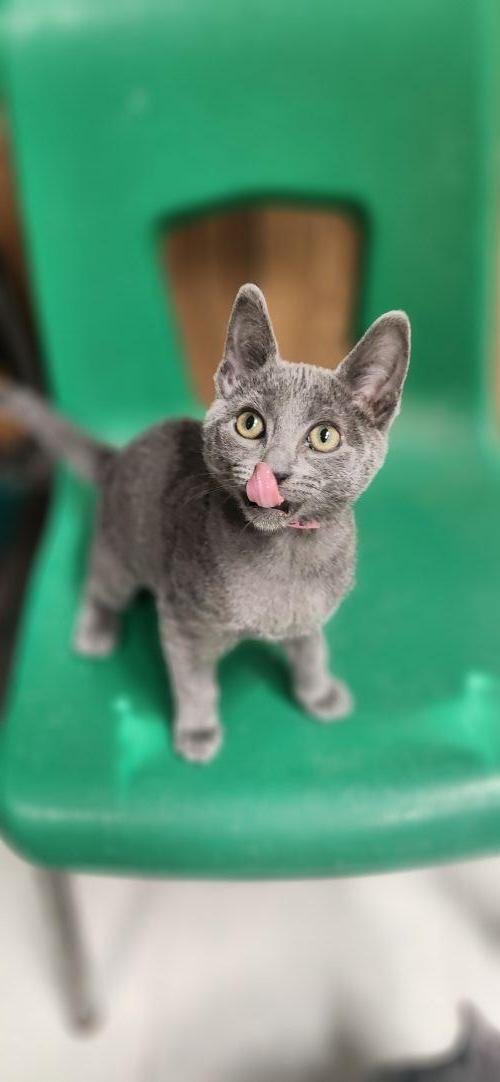 Kitten 28112 (Bubbles), Russian Blue / Mixed