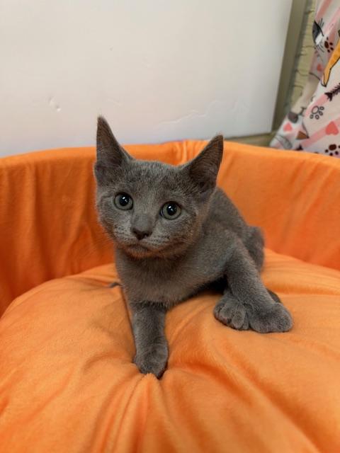 Kitten 28112 (Bubbles), photo 2