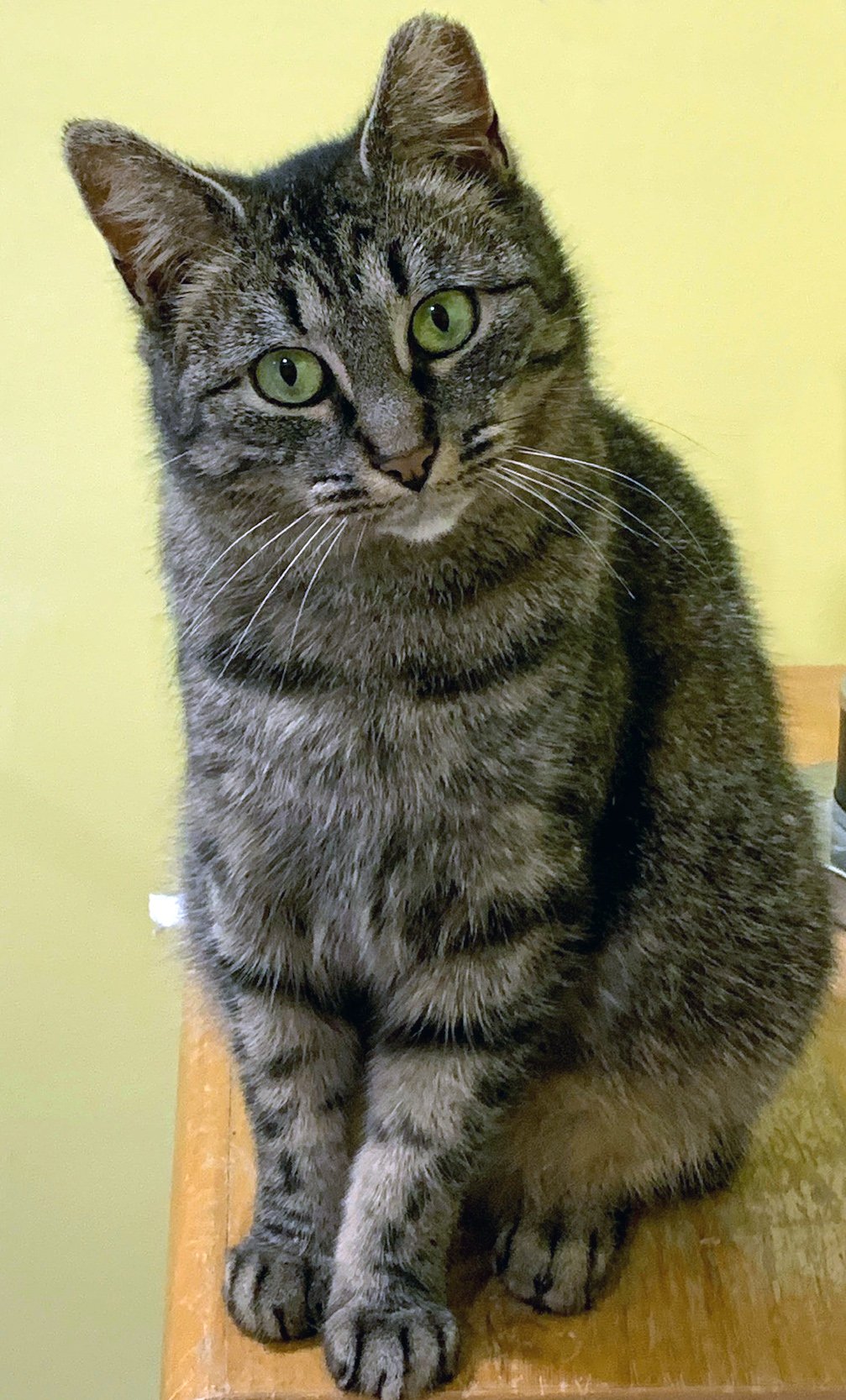 adoptable Cat in Brooklyn, NY named Eleanor: Stunning, Sweet Brown Tabby