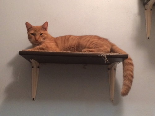 PUMPKIN SHARK - Tabby available for adoption