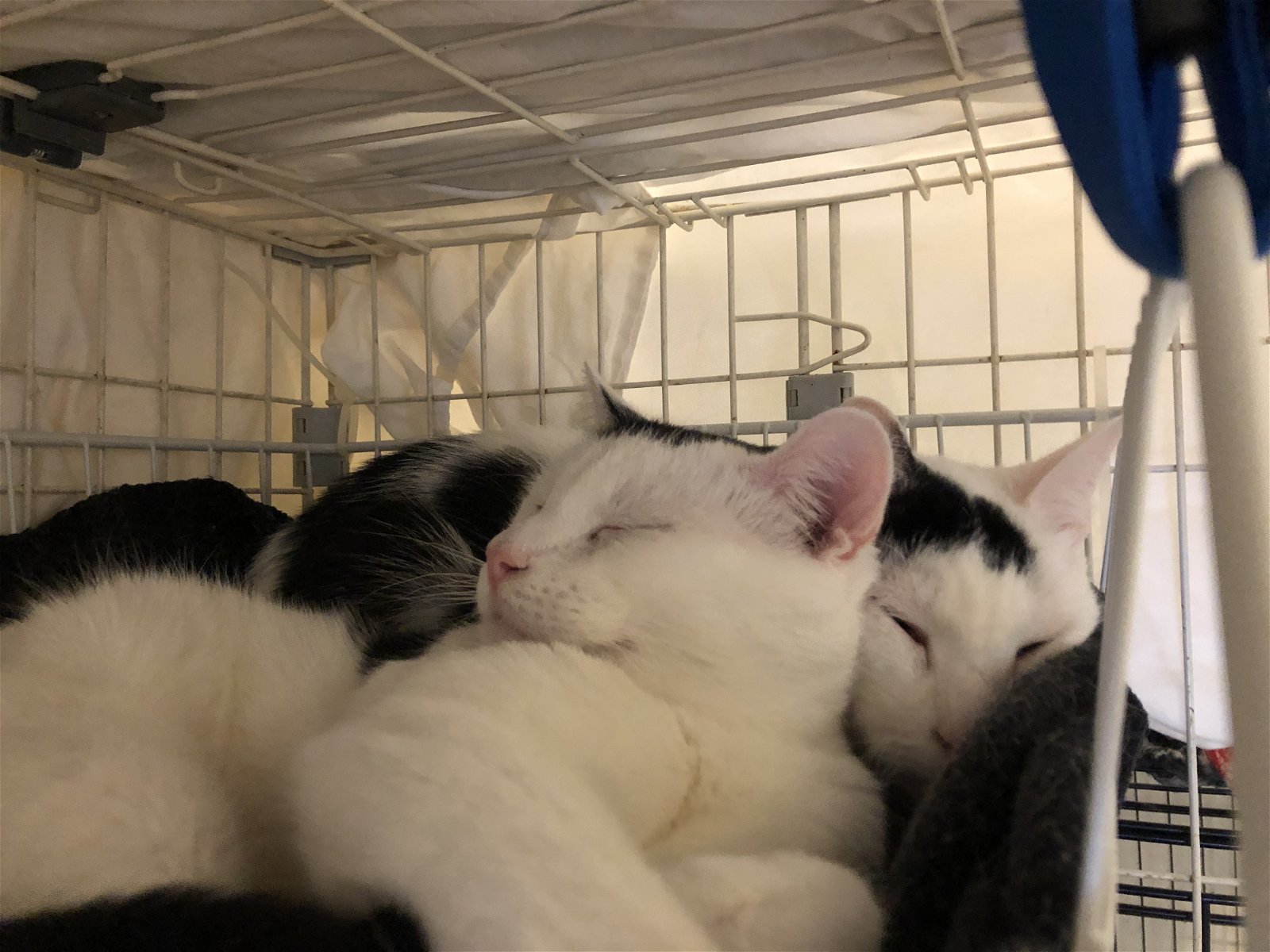 adoptable Cat in Brooklyn, NY named Johnny and Chad, Gentle Sweet Boys