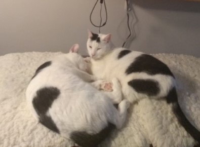 JOHNNY AND CHAD - Domestic Short Hair available for adoption