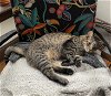 adoptable Cat in  named Victoria the happy polydactyl!