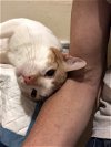 adoptable Cat in brooklyn, NY named Sweet Sunny Side Up Cat
