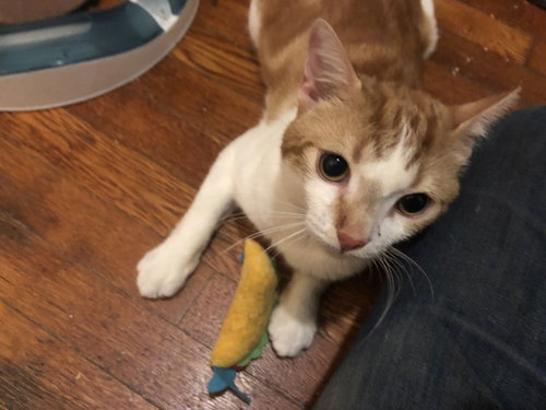 SUNNY SIDE UP - Domestic Short Hair available for adoption