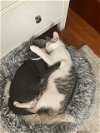 adoptable Cat in , NY named Duman and Bulut