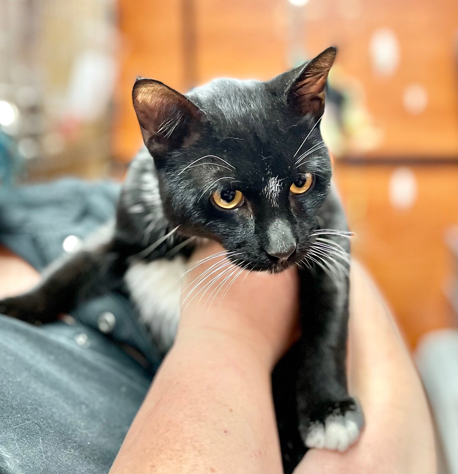 Cats for Adoption in Red Bank, New Jersey Alpha Paw
