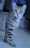 adoptable Cat in brooklyn, NY named Cannoli: Tiny House Bobcat