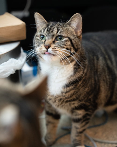 Risotto, Young Domestic Short Hair (short coat), cat for adoption in Clifton, New Jersey