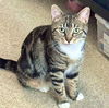 adoptable Cat in brooklyn, NY named Risotto