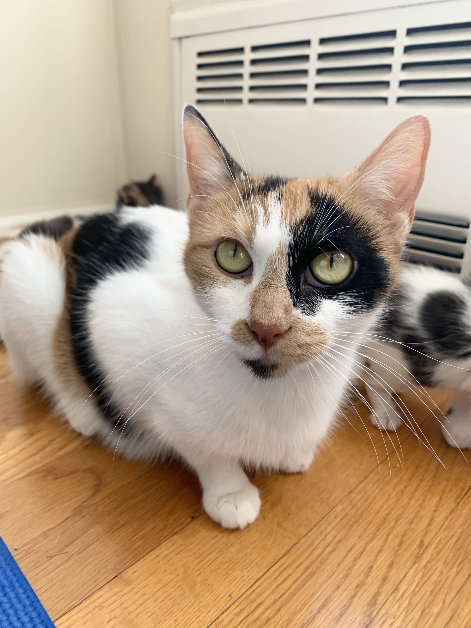 Cats for Adoption in Point Pleasant, New Jersey Alpha Paw