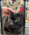 adoptable Cat in  named Frank Black: Cuddly & Playful but No Boys Allowed