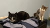 adoptable Cat in , NY named Charlie and Farrah