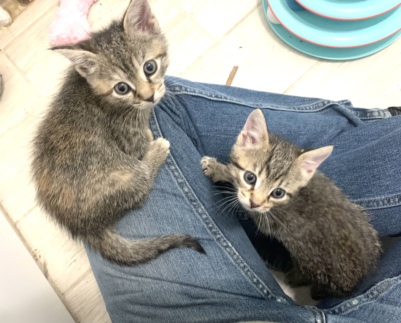 Cats for Adoption in New Cassel, New York Alpha Paw