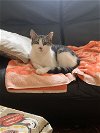 adoptable Cat in brooklyn, NY named Nutella: Sweet as my name!