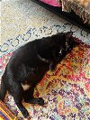 adoptable Cat in brooklyn, NY named Mushkie the Mush