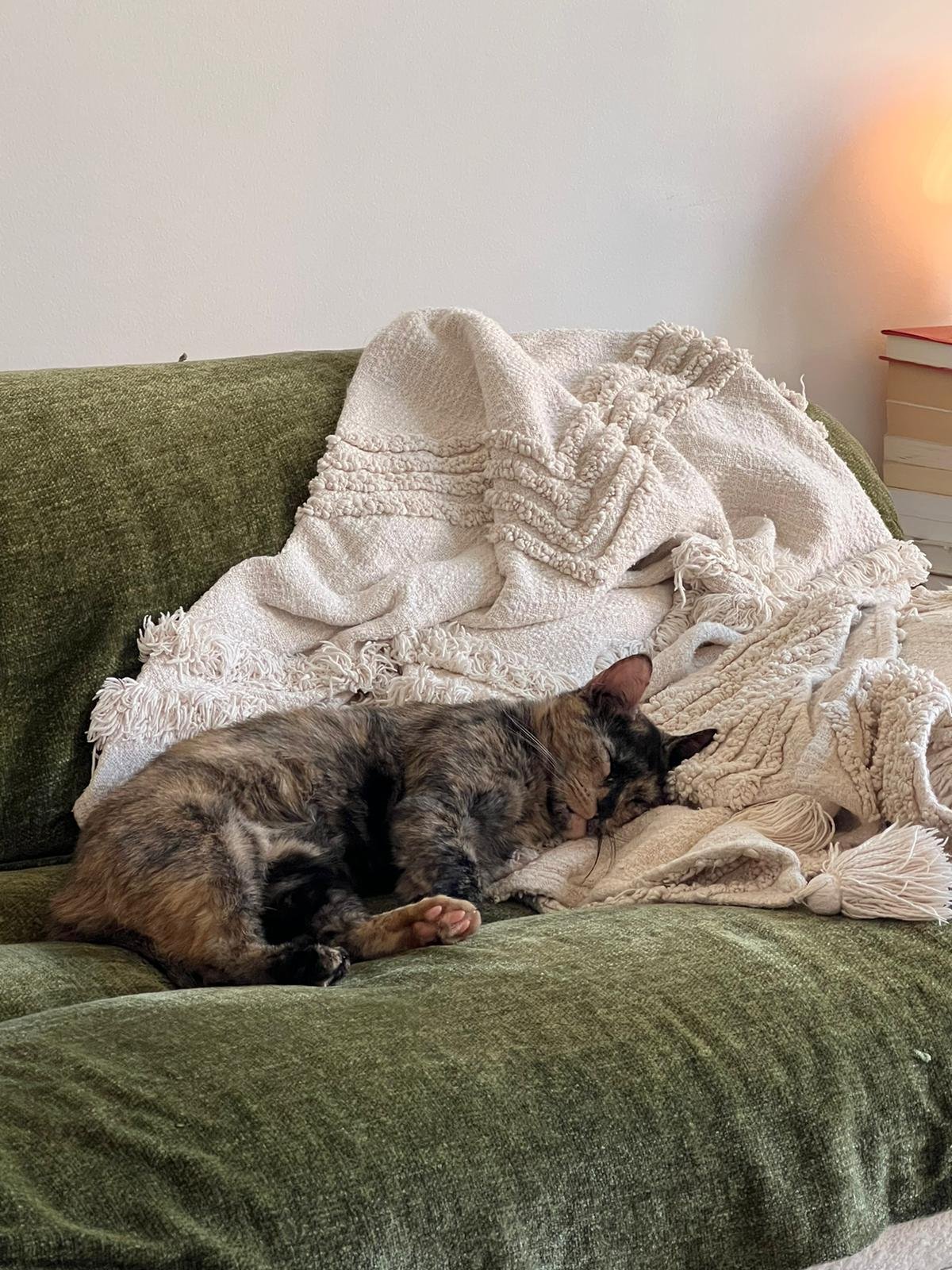 adoptable Cat in Brooklyn, NY named Frida Catlo