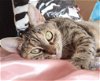 adoptable Cat in brooklyn, NY named Stella the sweetheart!