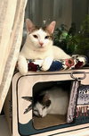 Rusty and Poe - Photo 4
