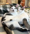 adoptable Cat in brooklyn, NY named Rusty and Poe