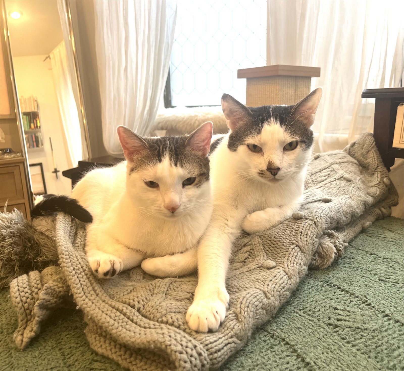 adoptable Cat in Brooklyn, NY named Rusty and Poe: Bonded Lap Kitties