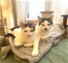 adoptable Cat in  named Rusty and Poe: Bonded Lap Kitties