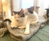 Rusty and Poe - Photo 3