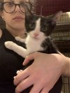 adoptable Cat in brooklyn, NY named Lily the Best Kitten
